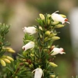 Erica carnea 'Springwood White'