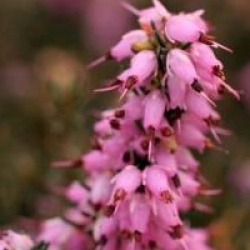 Erica x darleyensis 'Furzey'