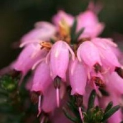 Erica x darleyensis 'Furzey'
