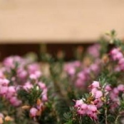 Erica x darleyensis 'Ghost Hills'
