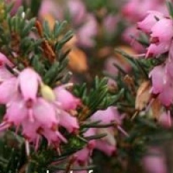 Erica x darleyensis 'Ghost Hills'