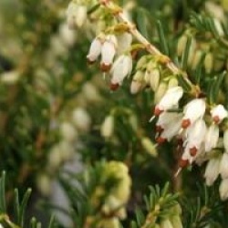 Erica x darleyensis 'White Perfection' - Erica x darleyensis 'White Perfection'