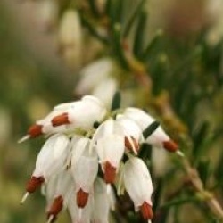 Erica x darleyensis 'White Perfection'