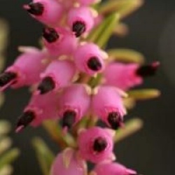 Erica x darleyensis 'Eva Gold' cov  - Bruy�re d'hiver dor�e