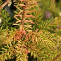 Erica x darleyensis 'Eva Gold' cov 