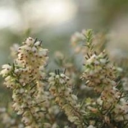 Erica x darleyensis 'White Perfection'