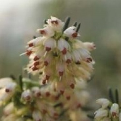 Erica x darleyensis 'White Perfection'