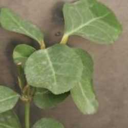 Euonymus fortunei 'Dart's Blanket' - Fusain Dart's Blanket