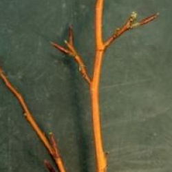 Fagus sylvatica 'Franken'