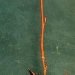 Fagus sylvatica 'Franken'