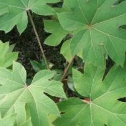 Tetrapanax papyrifera