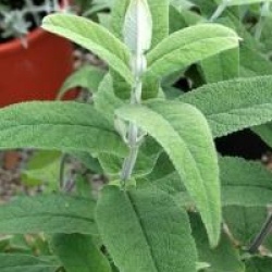 Buddleja salvifolia