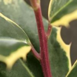Ilex aquifolium 'Aurea Marginata'