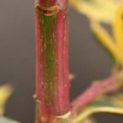 Ilex aquifolium 'Aurea Marginata'