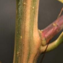 Ilex aquifolium 'Aurea Marginata'