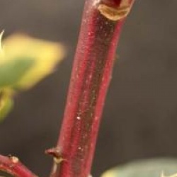 Ilex aquifolium 'Aurea Marginata'