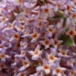 Buddleja salvifolia