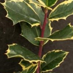 Ilex aquifolium 'Aurea Marginata' - Ilex aquifolium 'Aurea Marginata'