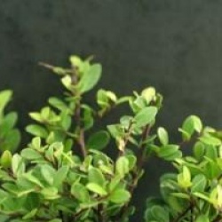 Houx cr�nel� Dark Green �