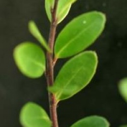 Ilex crenata 'Dark Green' �