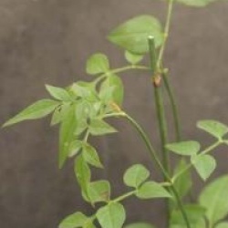 Jasminum officinalis