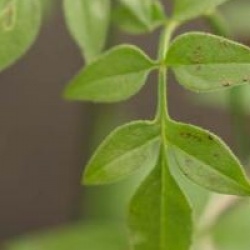 Jasminum officinalis