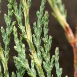 Juniperus scopulorum 'Skyrocket' - Gen�vrier Skyrocket