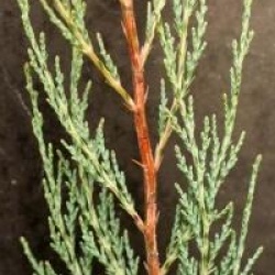 Juniperus scopulorum 'Skyrocket'