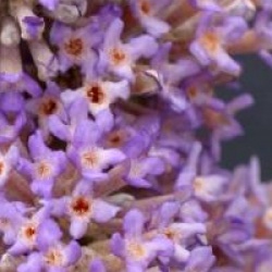 Buddleja salvifolia
