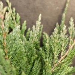 Juniperus horizontalis 'Blue Chip' - Juniperus horizontalis 'Blue Chip'