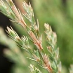 Juniperus horizontalis 'Blue Chip'