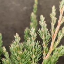 Juniperus horizontalis 'Blue Chip'