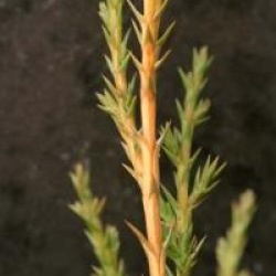 Juniperus x pfitzeriana 'Pfitzeriana Aurea'
