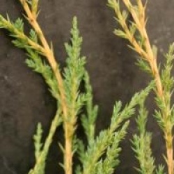 Juniperus x pfitzeriana 'Pfitzeriana Aurea'