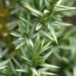 Juniperus chinensis 'Blue Alps'