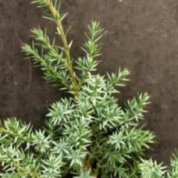 Juniperus chinensis 'Blue Alps'