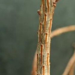 Larix kaempferi 'Diane'
