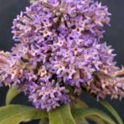 Buddleja salvifolia