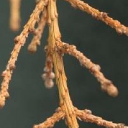 Larix kaempferi 'Blue Dwarf'
