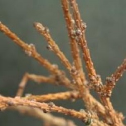 Larix kaempferi 'Blue Dwarf'