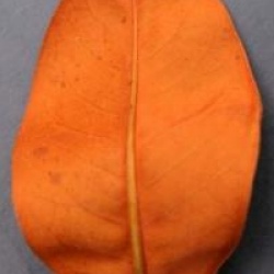 Magnolia grandiflora 'Exmouth'