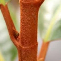 Magnolia grandiflora 'Exmouth'