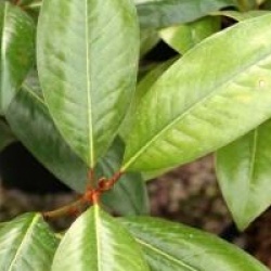 Magnolia grandiflora 'Exmouth'