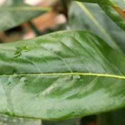 Magnolia grandiflora 'Gallissonniere'