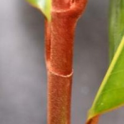 Magnolia grandiflora 'Gallissonniere'