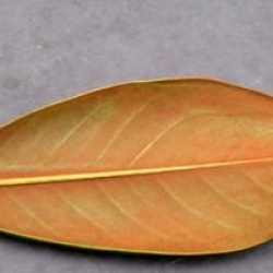 Magnolia grandiflora 'Gallissonniere'