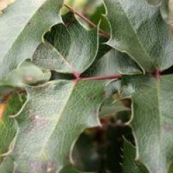 Mahonia aquifolium 'Apollo'