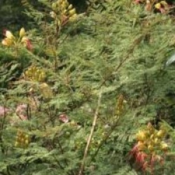 Caesalpinia gilliesii 