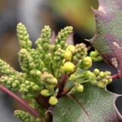 Mahonia Apollo
