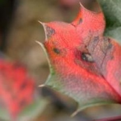 Mahonia aquifolium 'Apollo'